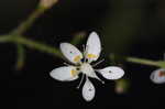 Michaux's saxifrage